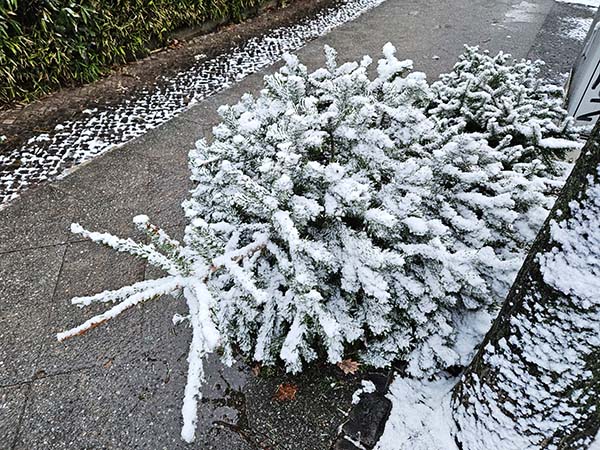 Foto: Zwei verschneite Weihnachtsbäume liegen am Straßenrand zur Abholung bereit