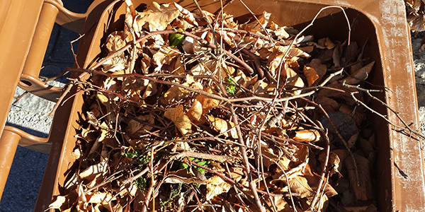 Foto: Blick in eine Biotonne voller Herbstlaub